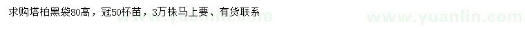求購高80公分塔柏
