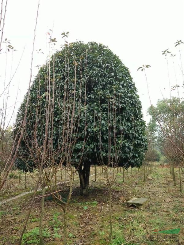 浙江6米大桂花树