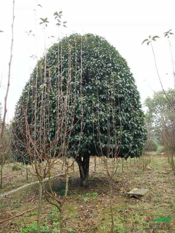 浙江6米大桂花树
