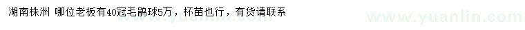 求購冠幅40公分毛鵑球