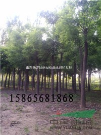 假植10公分國槐價(jià)格