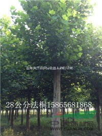假植10公分國槐價(jià)格