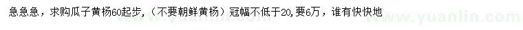 求購60公分起步瓜子黃楊