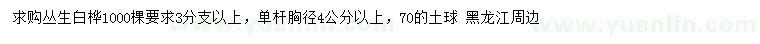 求購3分支以上叢生白樺