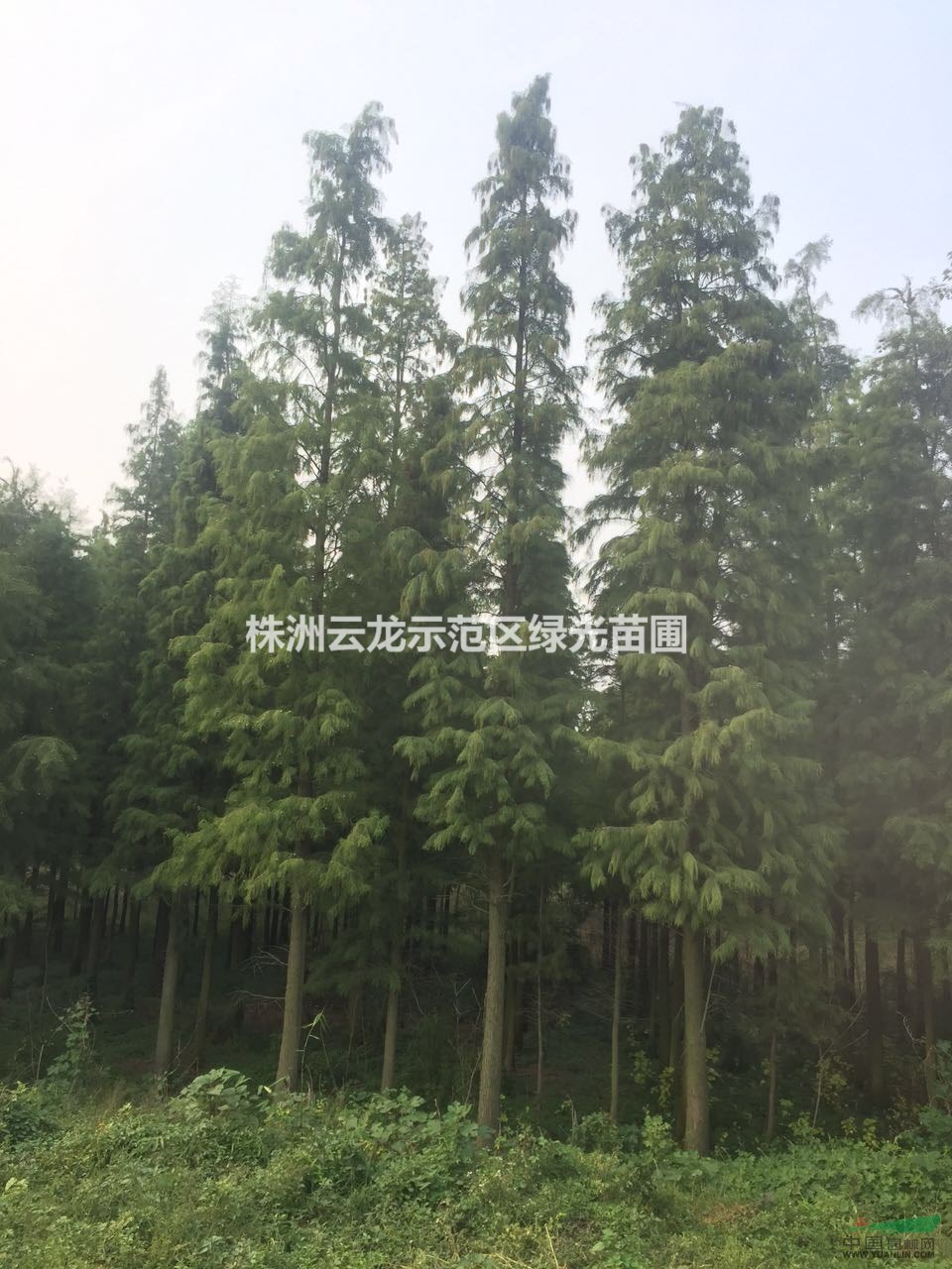 出售落羽杉,池杉,湖南落羽杉直銷,湖南池杉便宜