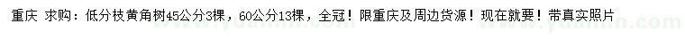 求購(gòu)45、60公分黃角樹