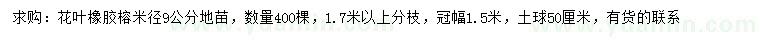 求購米徑9公分花葉橡膠榕