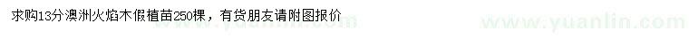 求購13公分澳洲火焰木假植苗