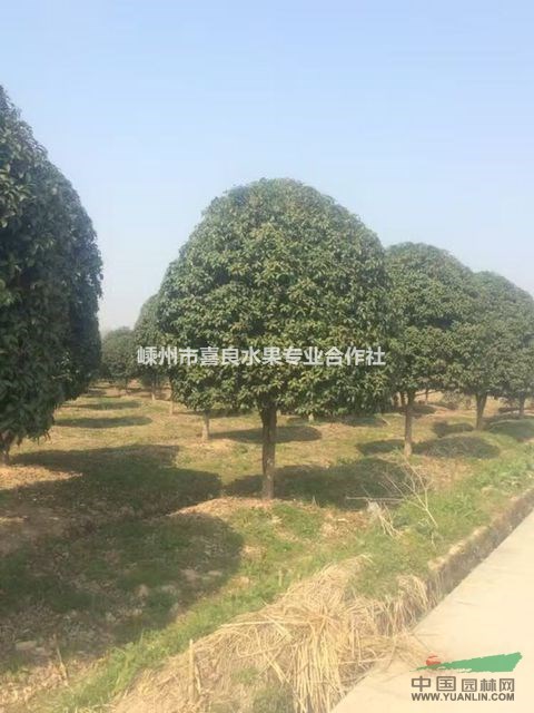 農(nóng)戶直銷工程綠化桂花