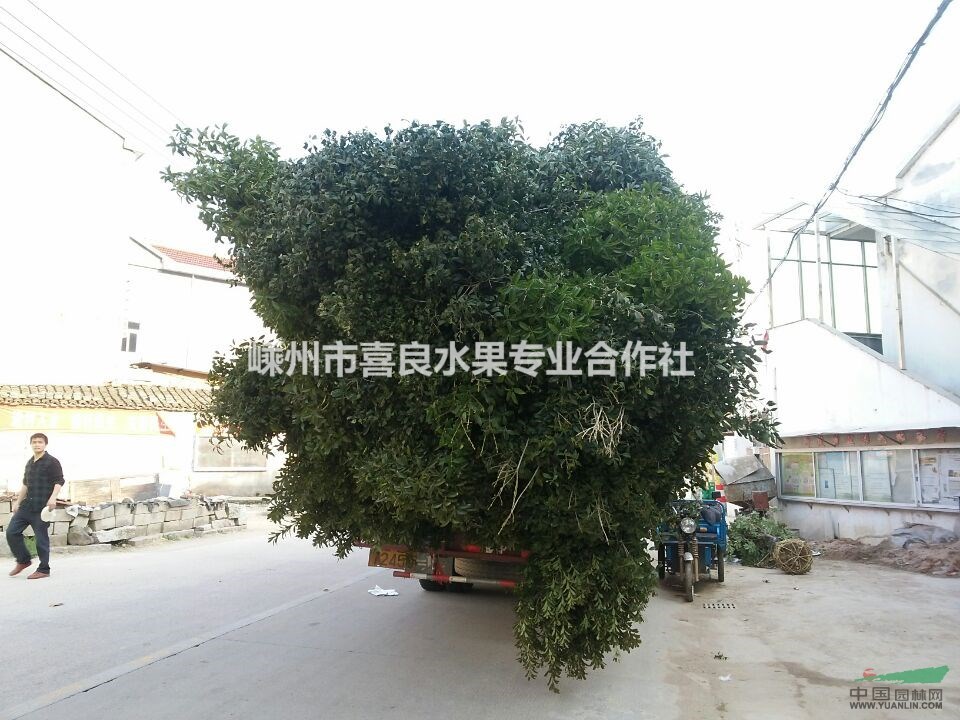 農(nóng)戶直銷工程綠化桂花
