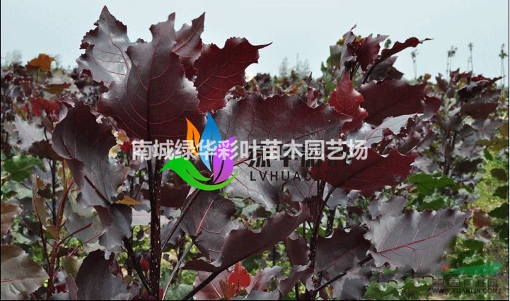 正宗四季紅楊 全葉楊 紅葉楊 彩葉楊 中華紅葉 苗包成活批發(fā)