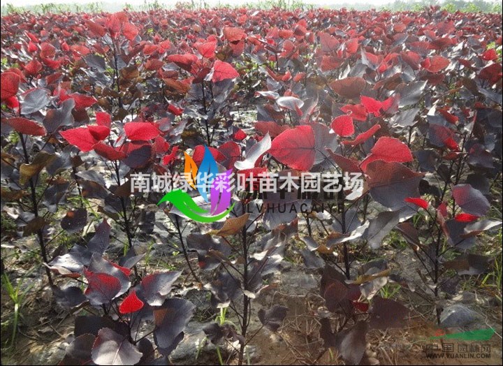 正宗四季紅楊 全葉楊 紅葉楊 彩葉楊 中華紅葉 苗包成活批發(fā)