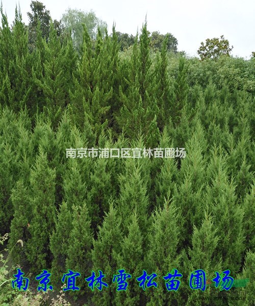 蜀檜價格|南京蜀檜價格|1-3米蜀檜價格|塔柏價格