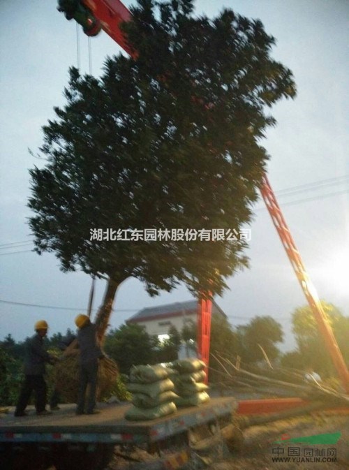 大量供應(yīng)松滋柚子樹