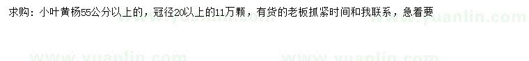 求購55公分以上小葉黃楊