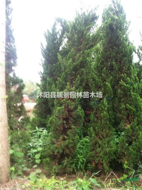 直升龙柏2米高价格，龙柏条行情，龙柏江苏基地