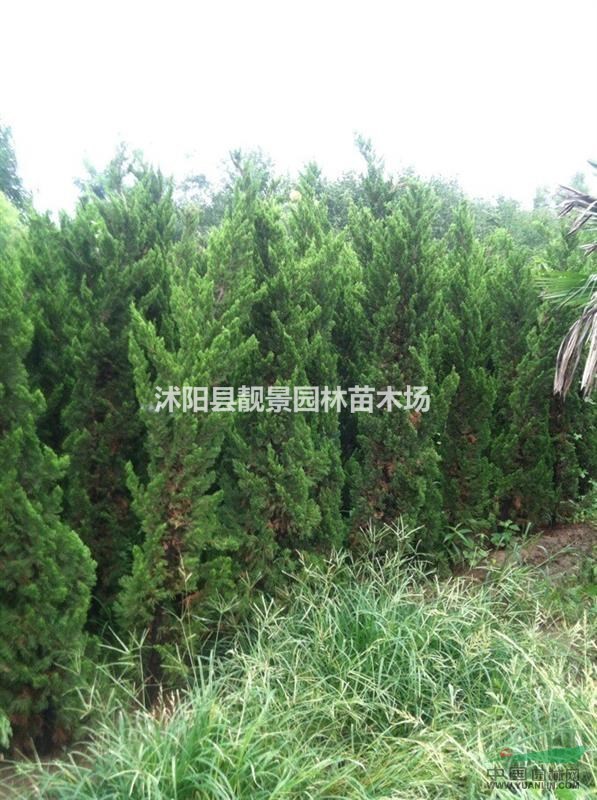 直升龙柏2米高价格，龙柏条行情，龙柏江苏基地