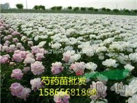 種植2年生油用牡丹苗 免費提供種植技術(shù)
