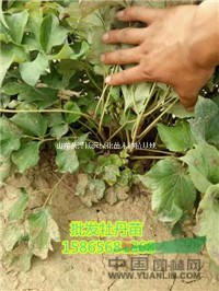 種植2年生油用牡丹苗 免費提供種植技術(shù)