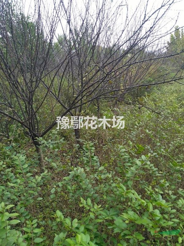 榆葉梅