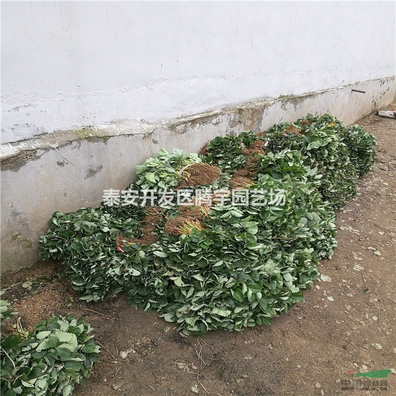 山東優(yōu)質(zhì)草莓苗價格
