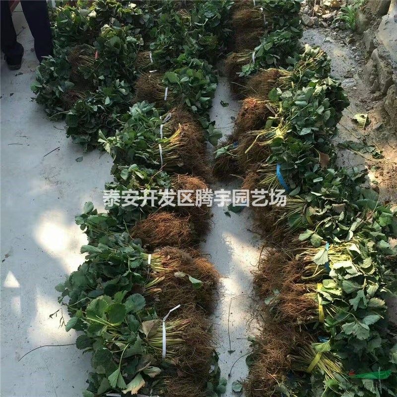 山東優(yōu)質(zhì)草莓苗價格