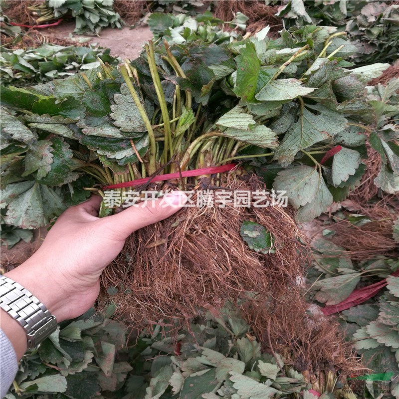 山東優(yōu)質(zhì)草莓苗供應(yīng)