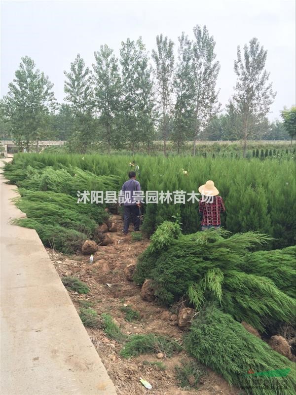 发往新疆蜀桧170公分高，蜀桧适应高速绿化，蜀桧占地苗