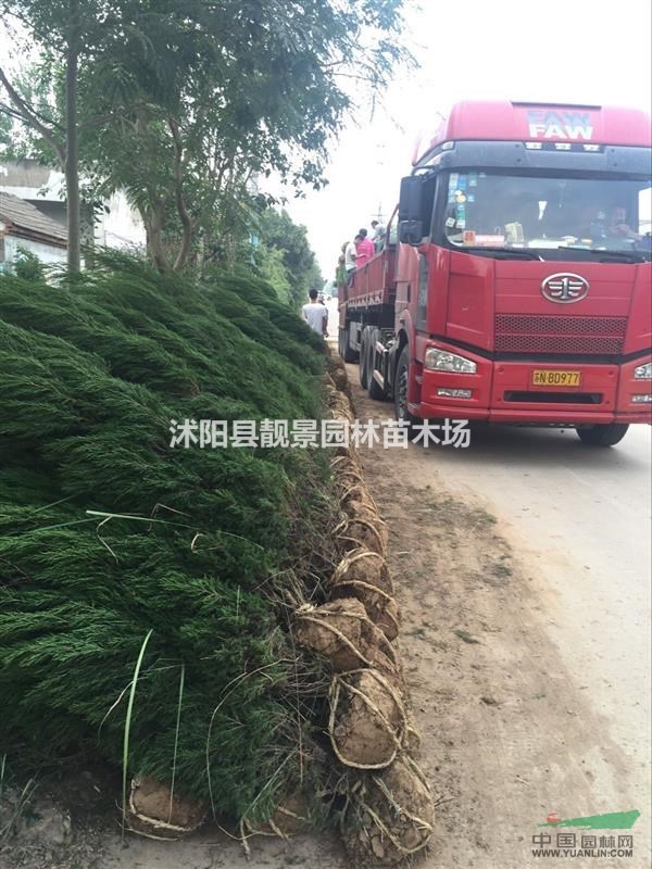 发往新疆蜀桧170公分高，蜀桧适应高速绿化，蜀桧占地苗