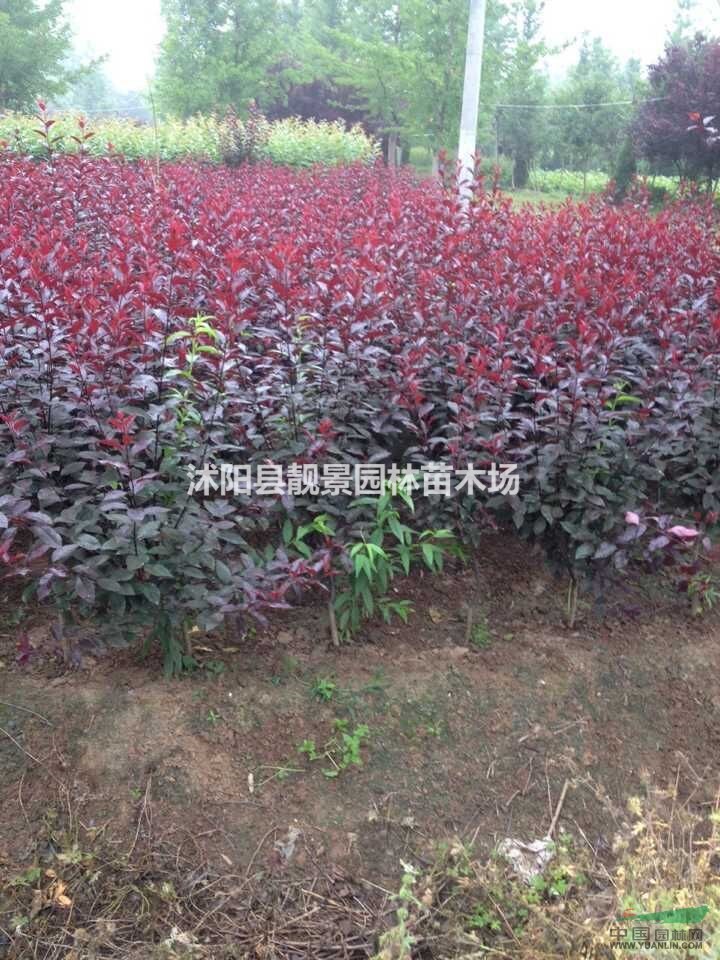 紫叶矮樱工程苗，紫叶矮樱适应新疆种植，紫叶矮樱江苏基地
