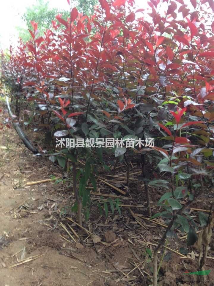 紫叶矮樱工程苗，紫叶矮樱适应新疆种植，紫叶矮樱江苏基地