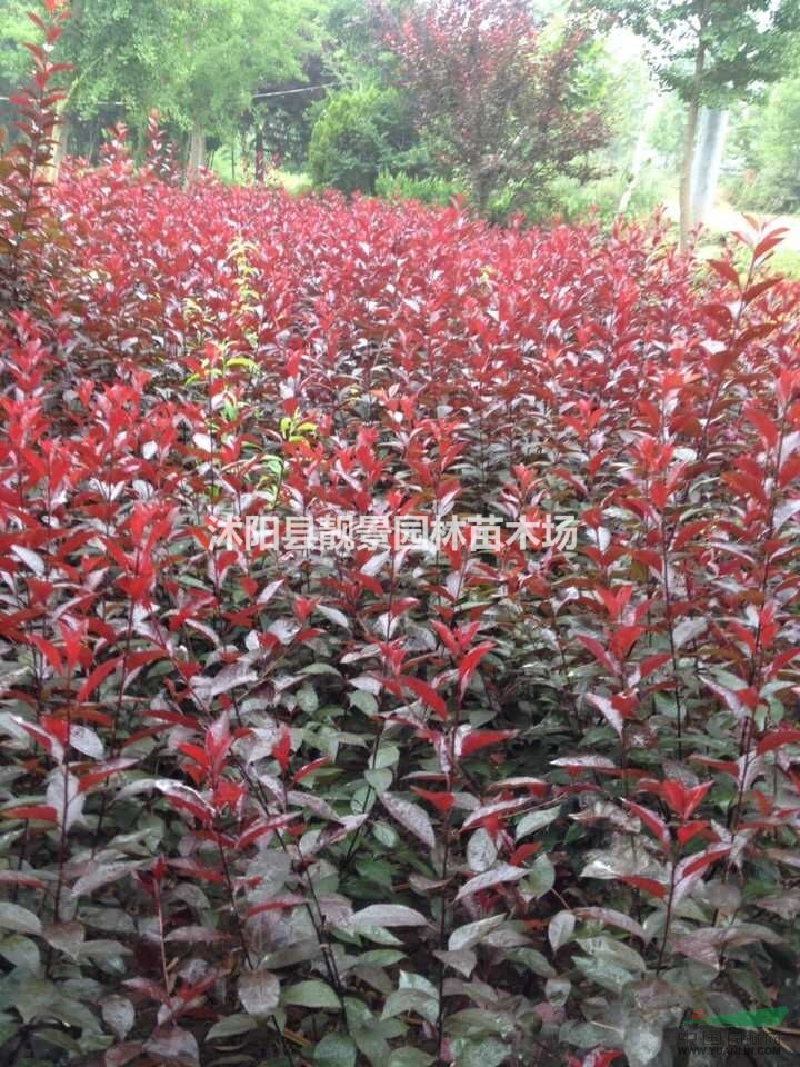 紫叶矮樱工程苗，紫叶矮樱适应新疆种植，紫叶矮樱江苏基地