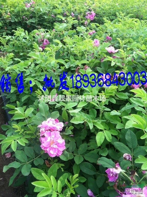 四季玫瑰江苏价格，四季玫瑰50公分高，四季玫瑰适应新疆工程种