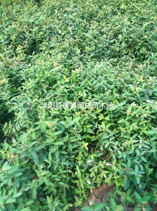 小叶扶芳藤50公分高,护坡小叶扶芳藤攀岩,小叶扶芳藤江苏基地