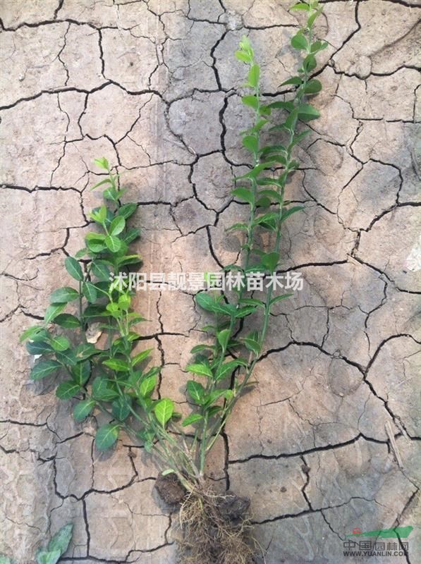 小叶扶芳藤50公分高,护坡小叶扶芳藤攀岩,小叶扶芳藤江苏基地