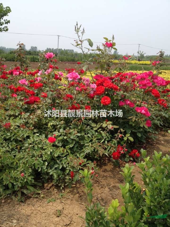 一百种月季苗,红帽月季,丰花月季新报价,月季江苏基地