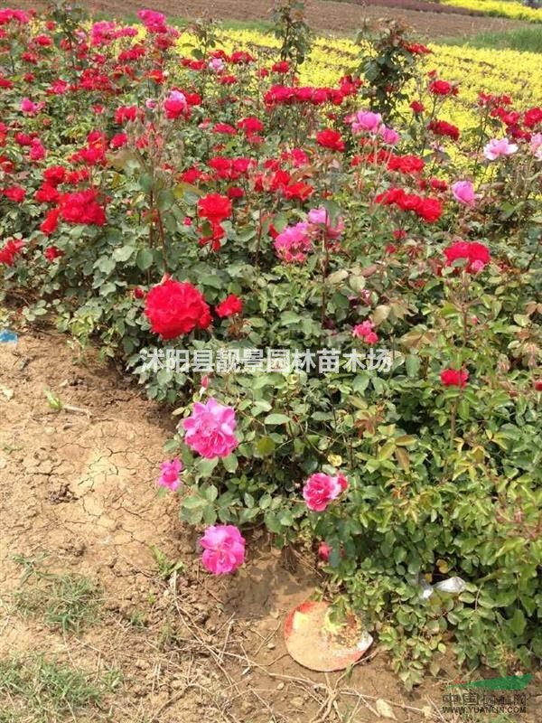 一百种月季苗,红帽月季,丰花月季新报价,月季江苏基地
