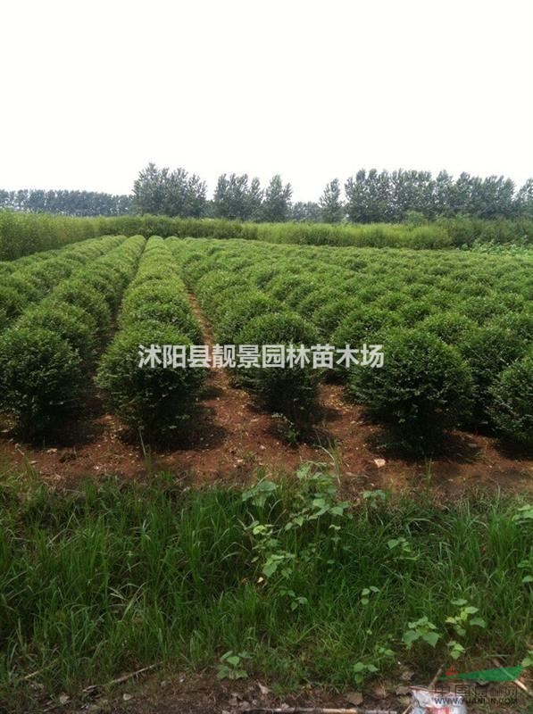 长青小叶女贞球1米冠幅，小叶女贞球适应全国种植，小叶女贞种子