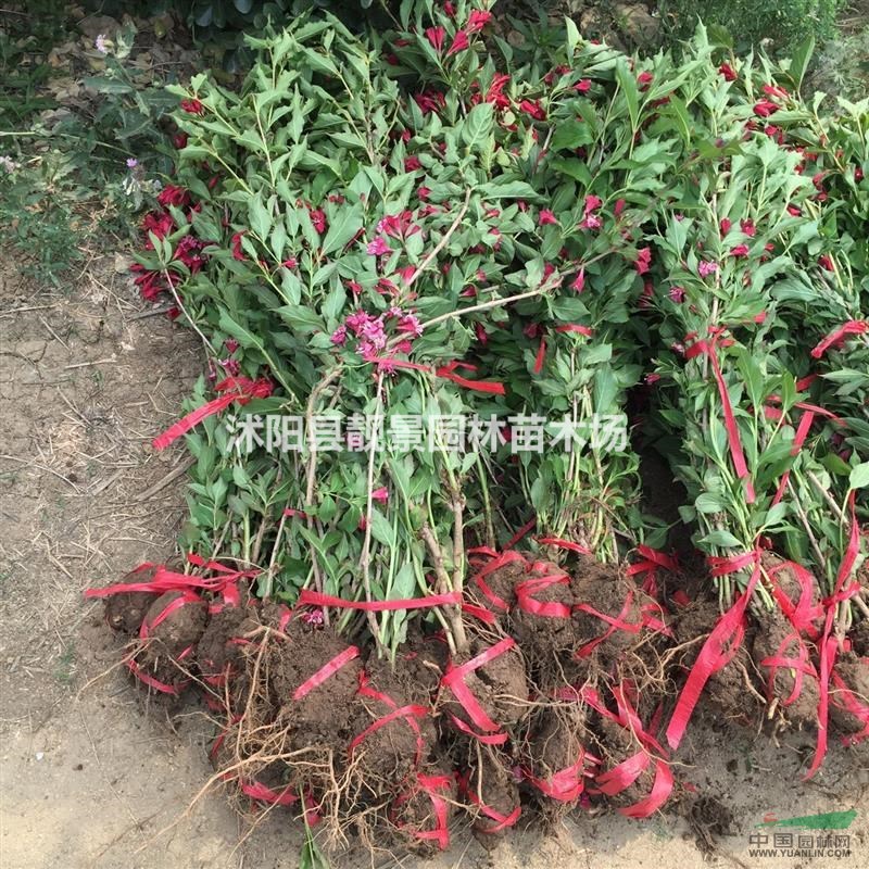 新疆昌吉红王子锦带价格,红王子锦带50公分高,适应新疆种植