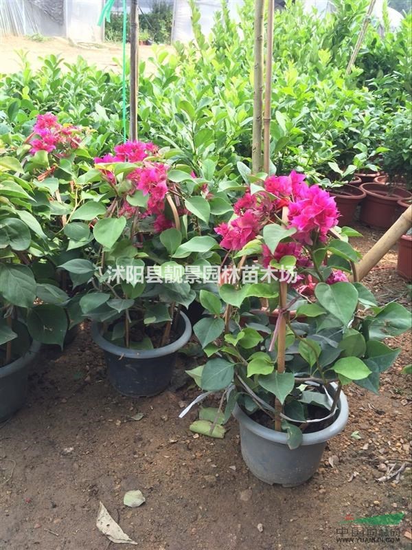 红花三角梅50公分高,三角梅适应全国种植盆栽,三角梅批发