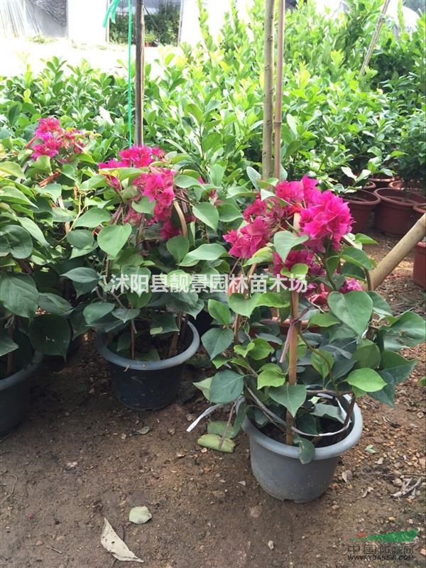 红花三角梅50公分高,三角梅适应全国种植盆栽,三角梅批发