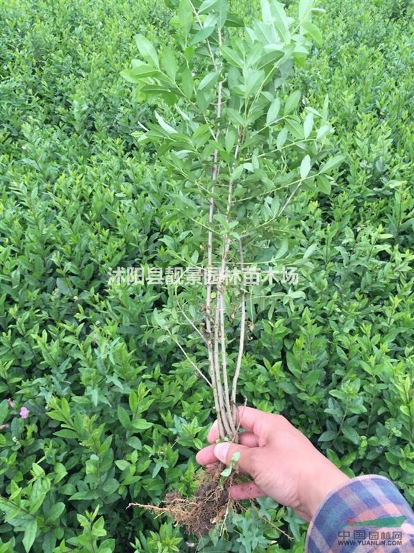 水腊二年苗价格，水腊适应西北地区绿篱，水腊30-60公分