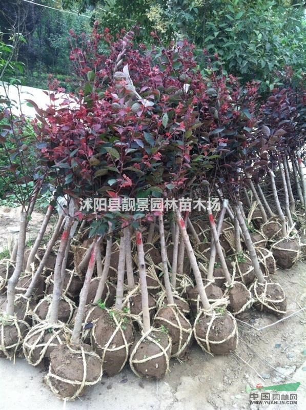 美人梅江苏基地，美人梅3-6公分价格，美人梅适应西北地区