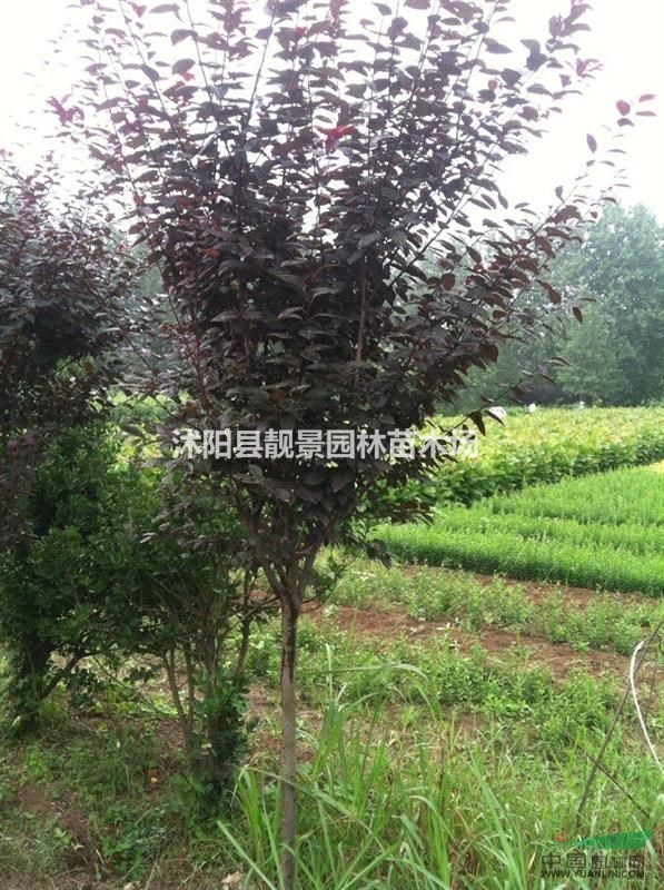 美人梅江苏基地，美人梅3-6公分价格，美人梅适应西北地区