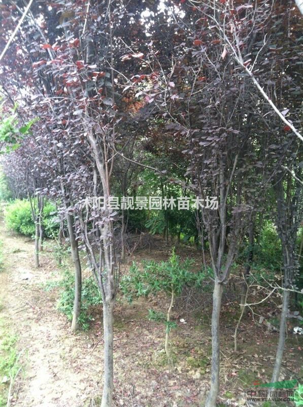 美人梅江苏基地，美人梅3-6公分价格，美人梅适应西北地区