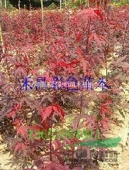 日本三季紅紅楓|三季紅紅楓行情|三季紅紅楓價(jià)格