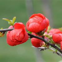 正宗貼梗海棠 紅花海棠 貼梗海棠樹苗花 白花海棠綠化 苗木包