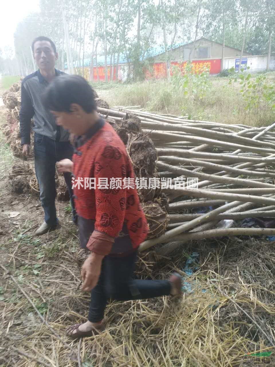 精品，桂花