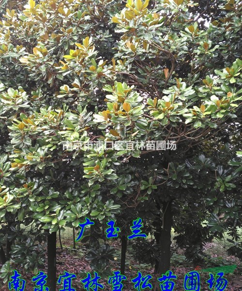 廣玉蘭價格|廣玉蘭基地什么價格|南京廣玉蘭什么價格
