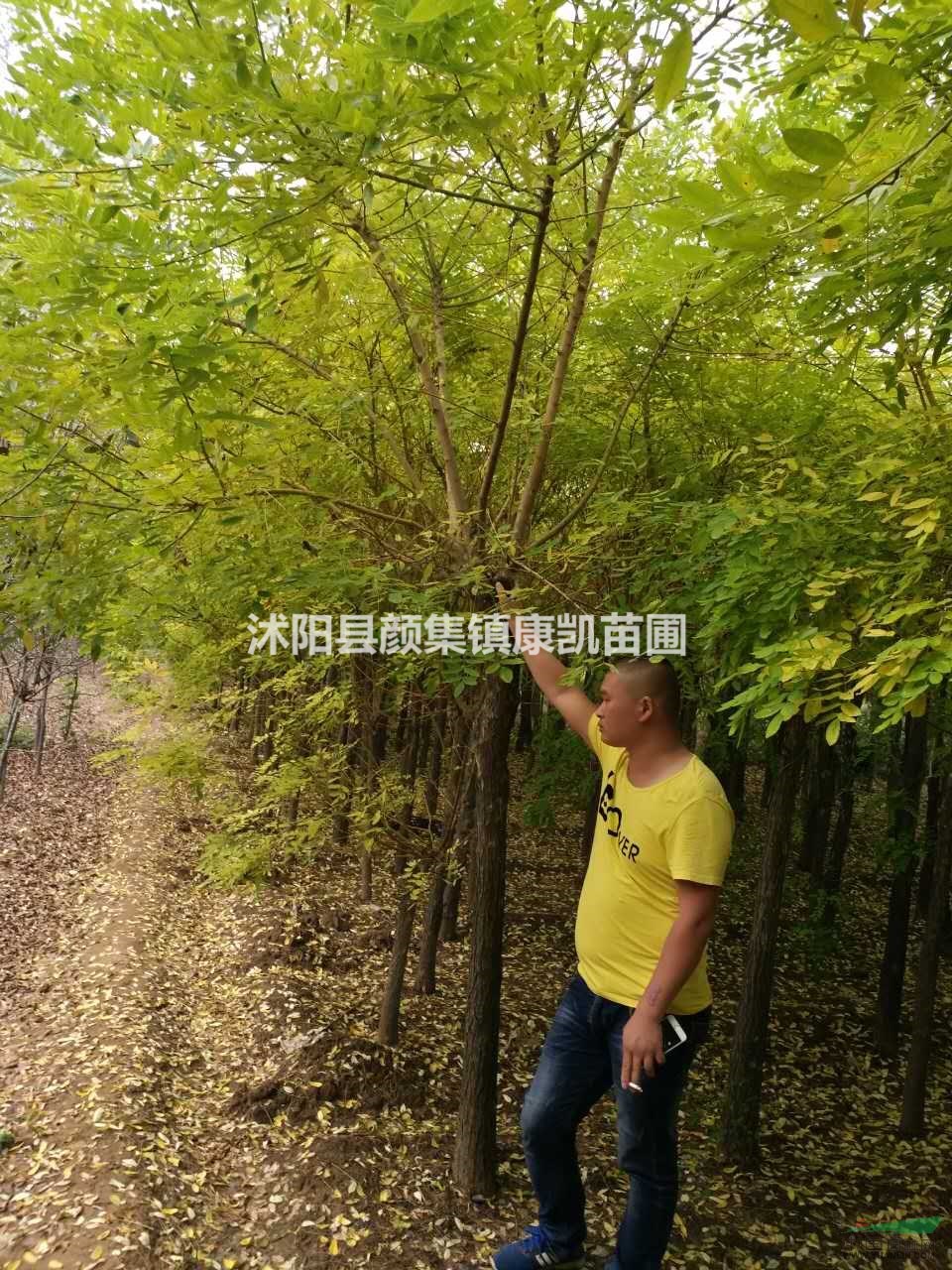 精品黃金槐